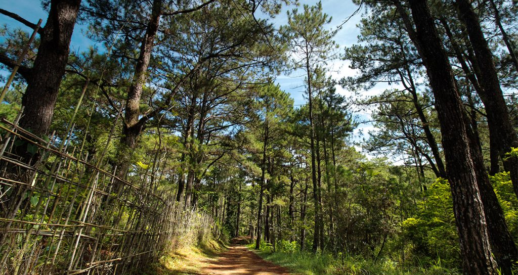 A Beginner's Guide to Hiking in Baguio: Tips, Trails, and Safety Reminders